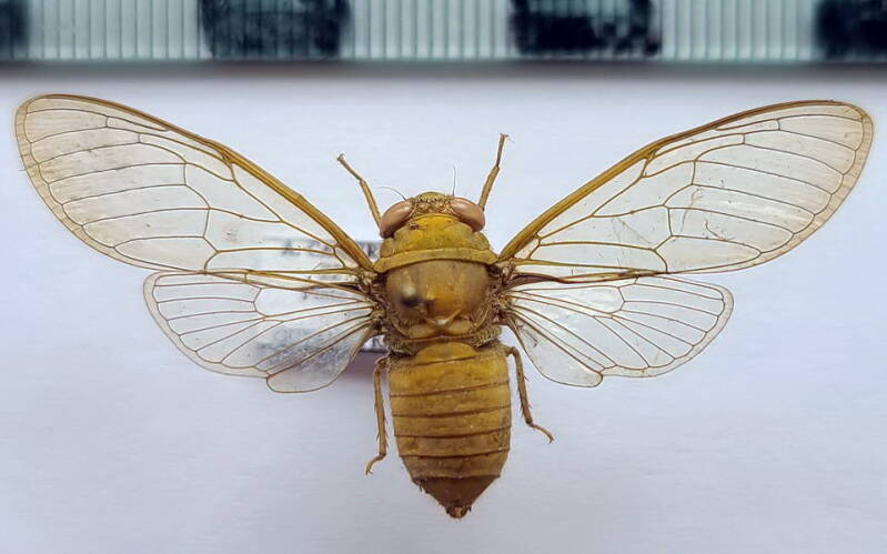 cigale_sp_541_Guyane fr