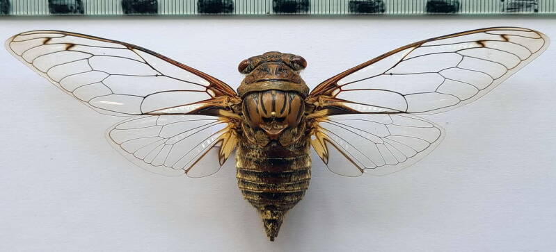 cigale_sp_603_Vénézuéla