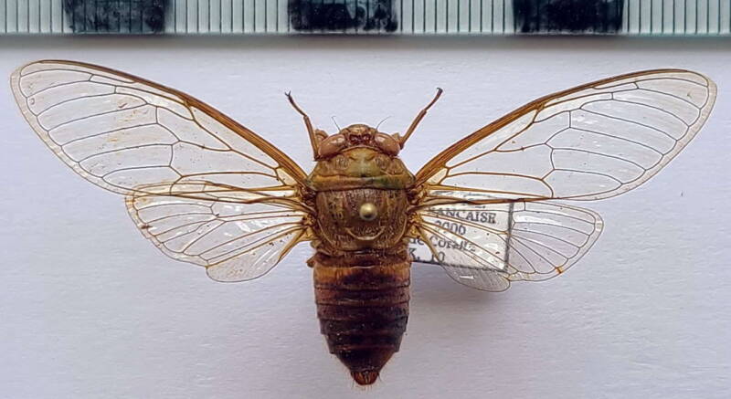 cigale_sp_645_Guyane fr