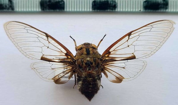 Cigale sp 694  Equateur