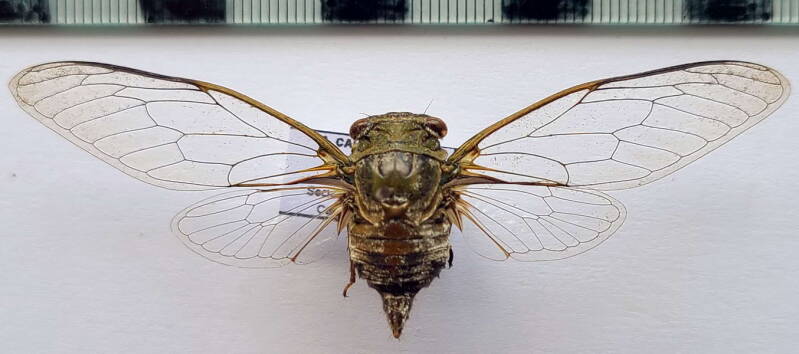 cigale_sp_946_Vénézuéla