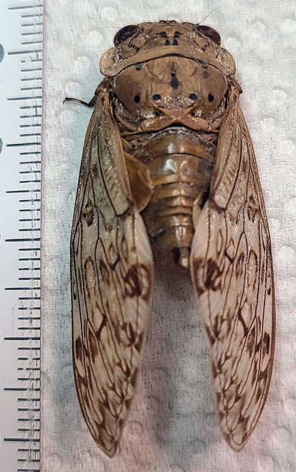 Cigale sp Madagascar