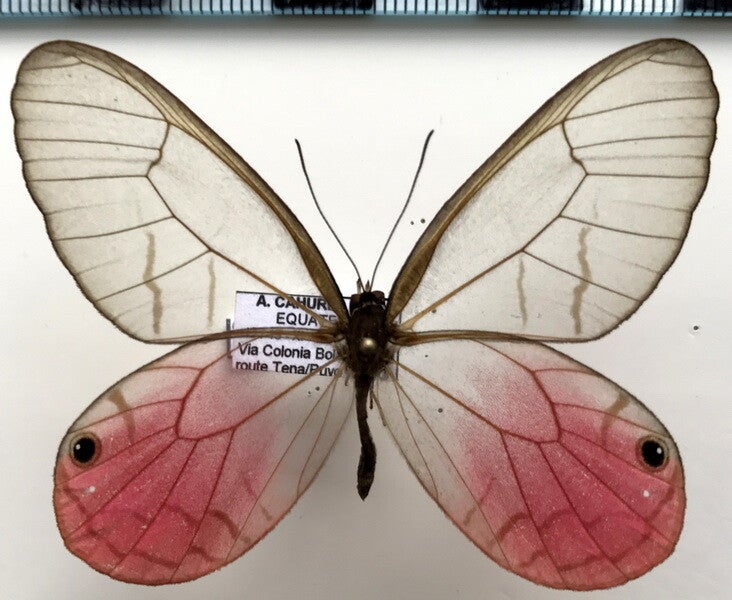 Cithaerias pireta mâle A1- Equateur