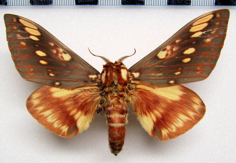 citheronia_brissotti_meridionalis_arg_m-standard.jpg
