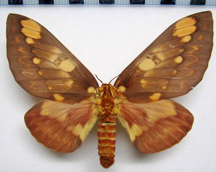 citheronia_hamifera_gf_f-standard.jpg
