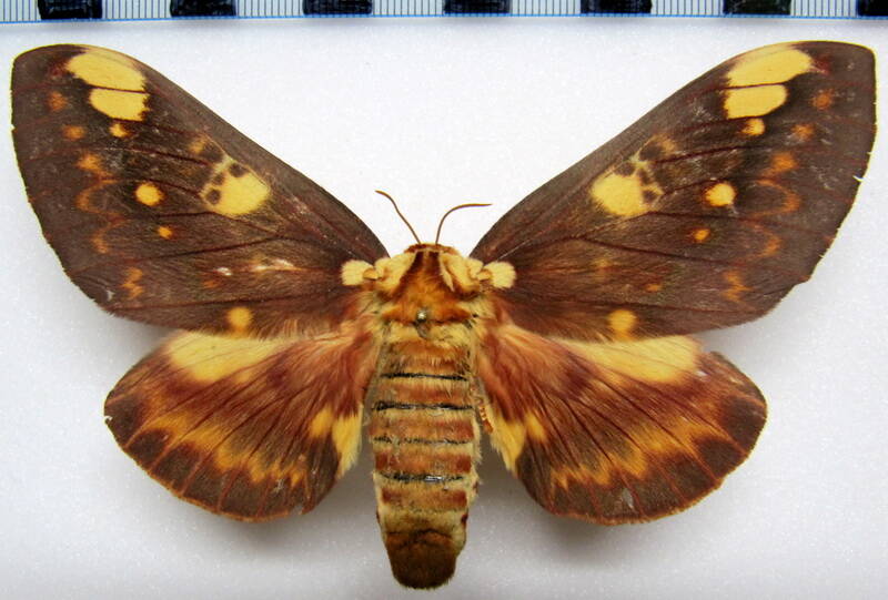 citheronia_hamifera_gf_f02-standard.jpg