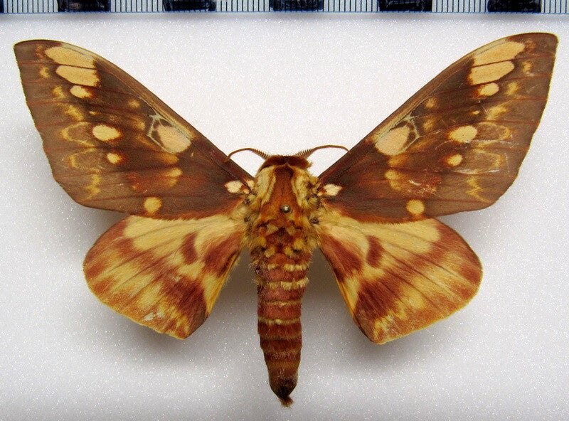 Citheronia hamifera mâle A1- Equateur