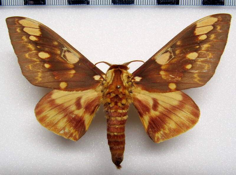 citheronia_hamifera_gf_m02-standard-dnze4n.jpg