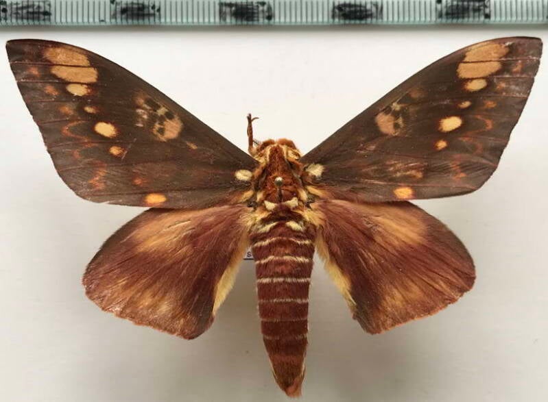 citheronia_hamifera_m02_eq-standard.jpg