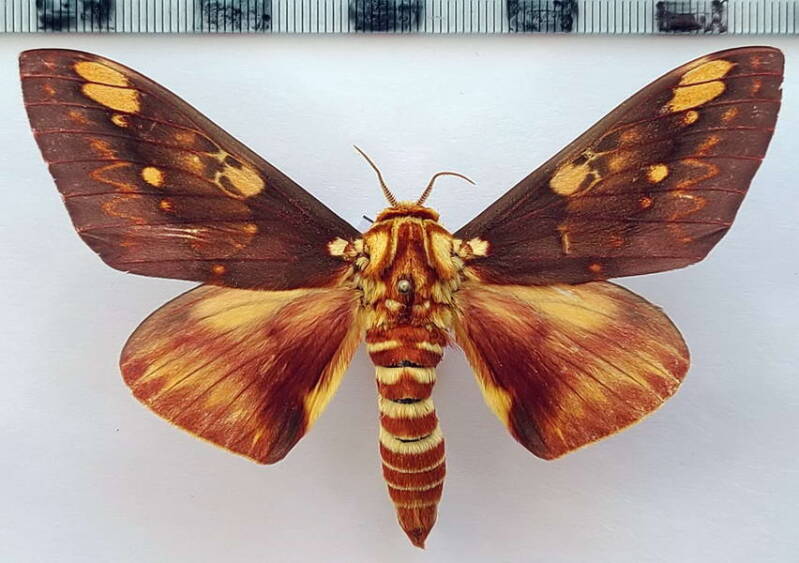 citheronia_hamifera_m02_eq_2-standard.jpg