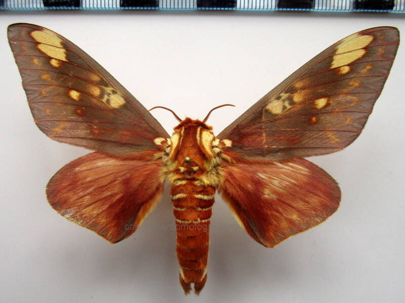 citheronia_hamifera_m_gf03-standard.jpg