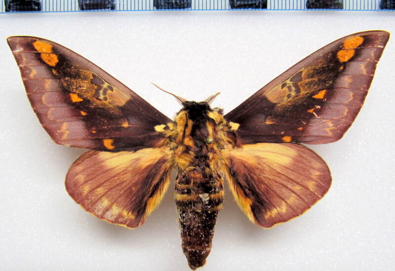 citheronia_phoronea_gf_m-standard.jpg