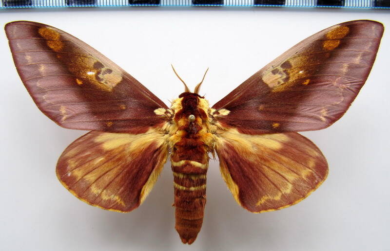 citheronia_phoronea_m_bresil-standard.jpg
