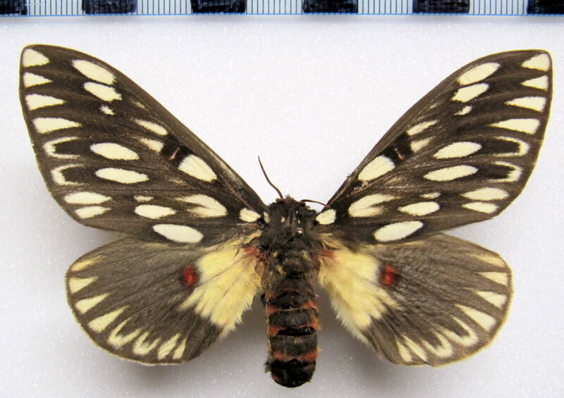 citheronia_vogleri_arg_f-standard.jpg