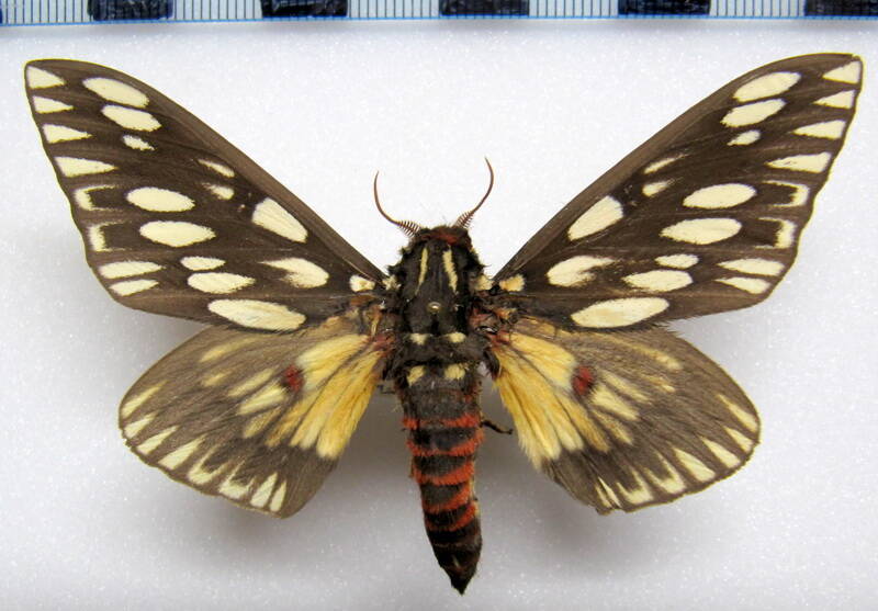 citheronia_vogleri_arg_m-standard.jpg