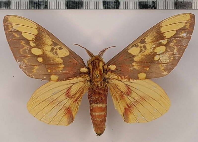 citheronia_witti_m_vnz-standard.jpg