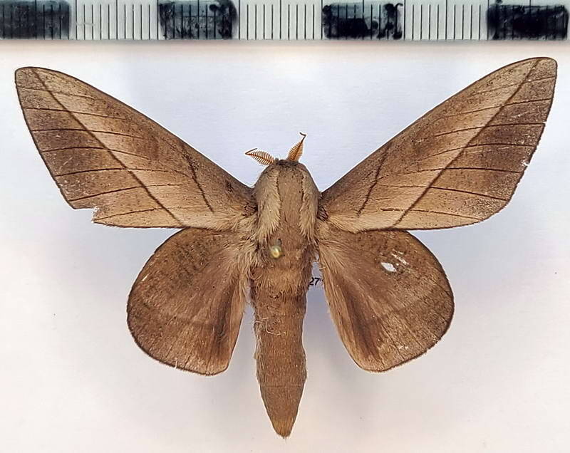 citioica_anthonilis_m02_eq-standard.jpg