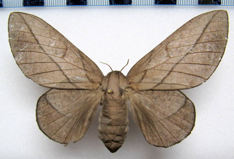 citioica_anthonillis_gf_f02-standard.jpg