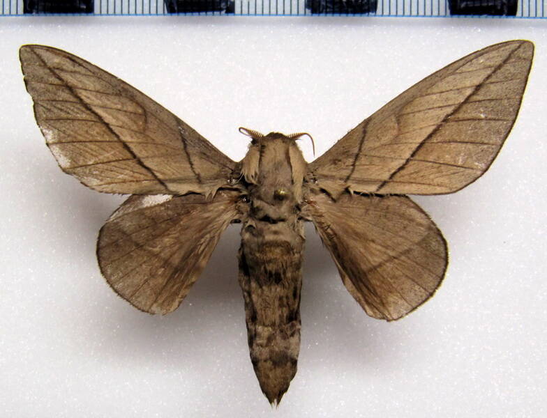 citioica_anthonillis_gf_m-standard.jpg