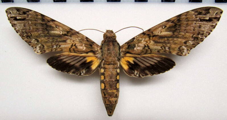 cocytius_antaeus_col-standard.jpg
