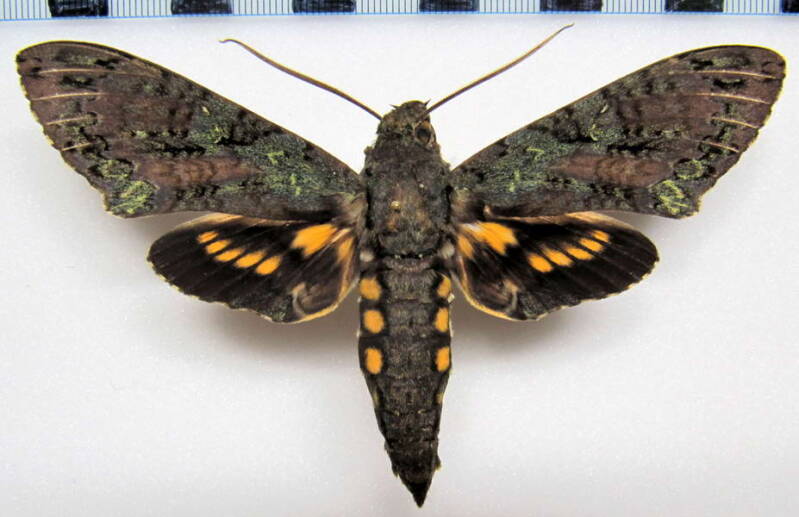 cocytius_belzebuth_gf-standard.jpg