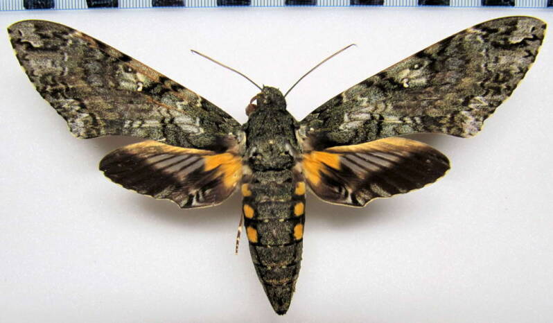 cocytius_duponchel_gf_f-standard.jpg