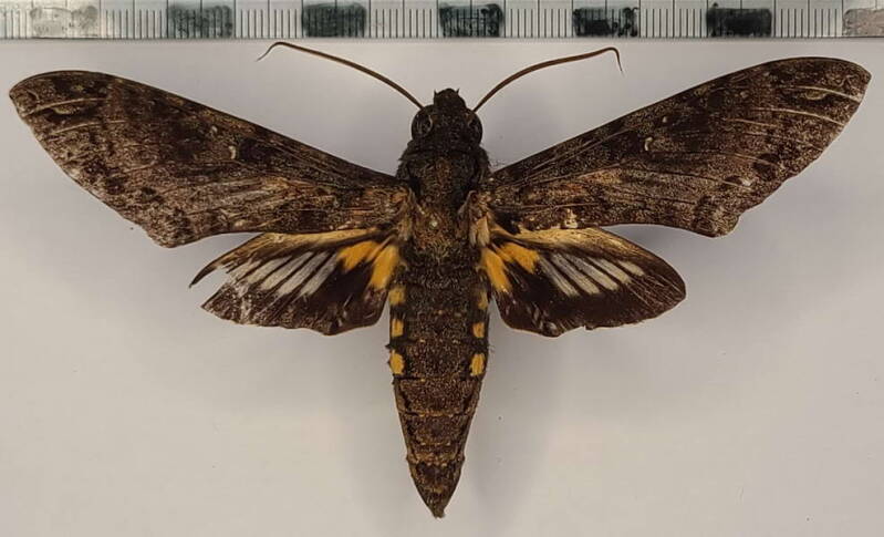 cocytius_duponchel_m_vnz-standard.jpg