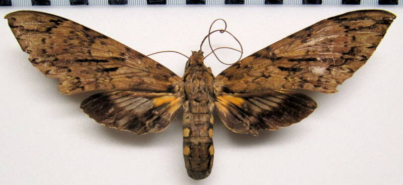 cocytius_lucifer_eq-standard.jpg