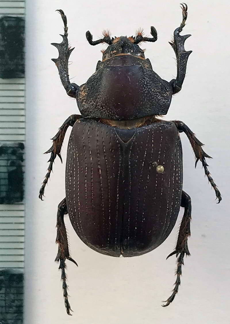 coelosis_biloba_m_Guyane fr