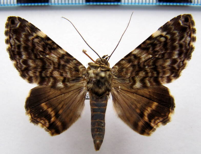 coenipeta_aniloba_gf-standard.jpg
