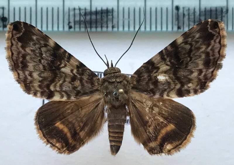 coenipeta_aniloba_m02_gf-standard.jpg