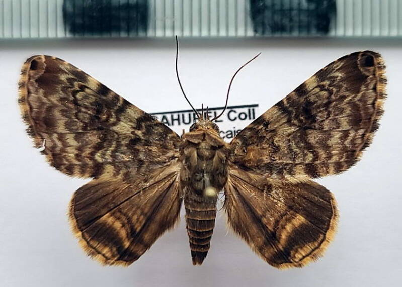 coenipeta_phasis_m_gf-standard.jpg