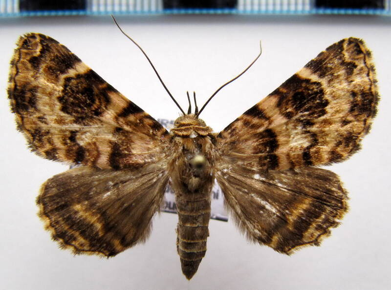 coenipeta_tanais_gf-standard.jpg