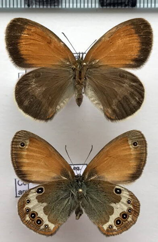 Coenonympha arcania mâle France