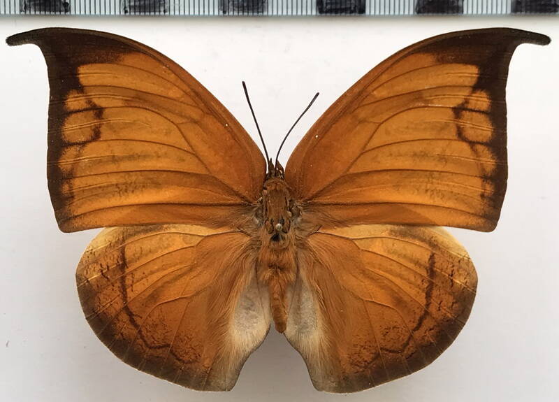 coenophlebia_archidona_m_perou-standard.jpg