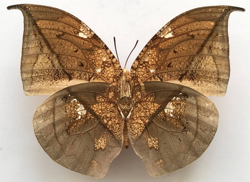 coenophlebia_archidona_m_perou_v-standard.jpg