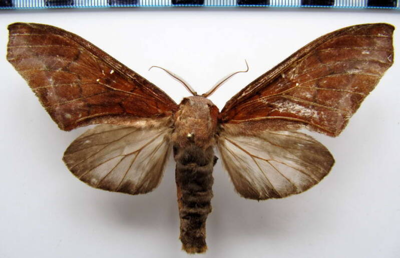 colax_apulus_f_gf-standard.jpg