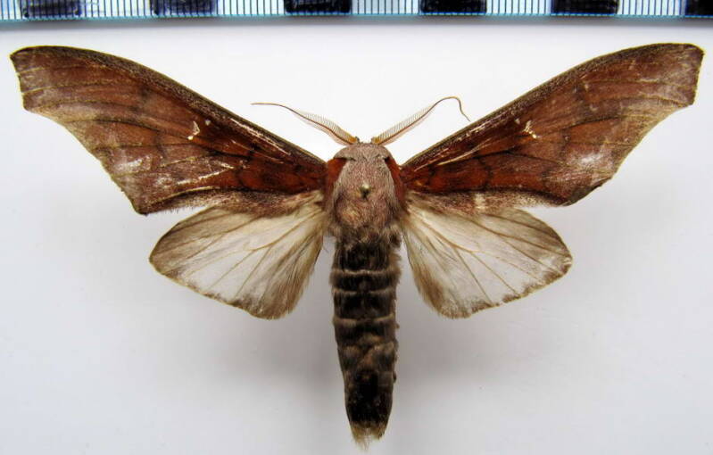 colax_apulus_m_gf-standard.jpg