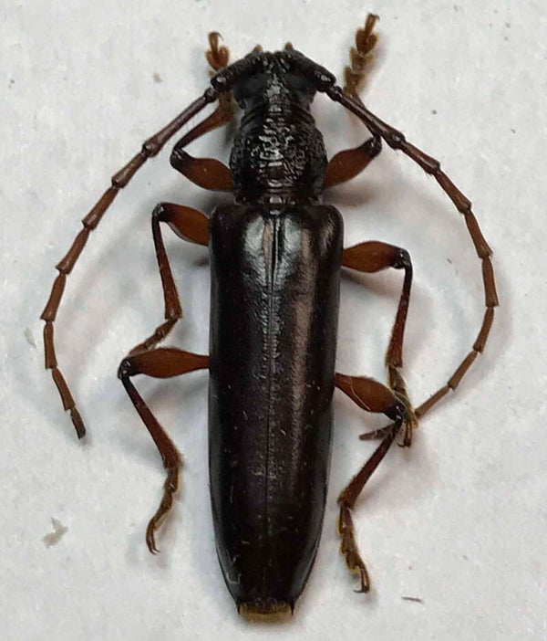 Coleoxestia sp  Equateur