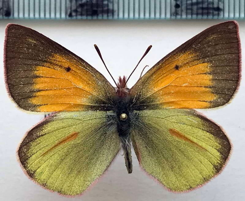 colias_dimera_f_eq-standard.jpg
