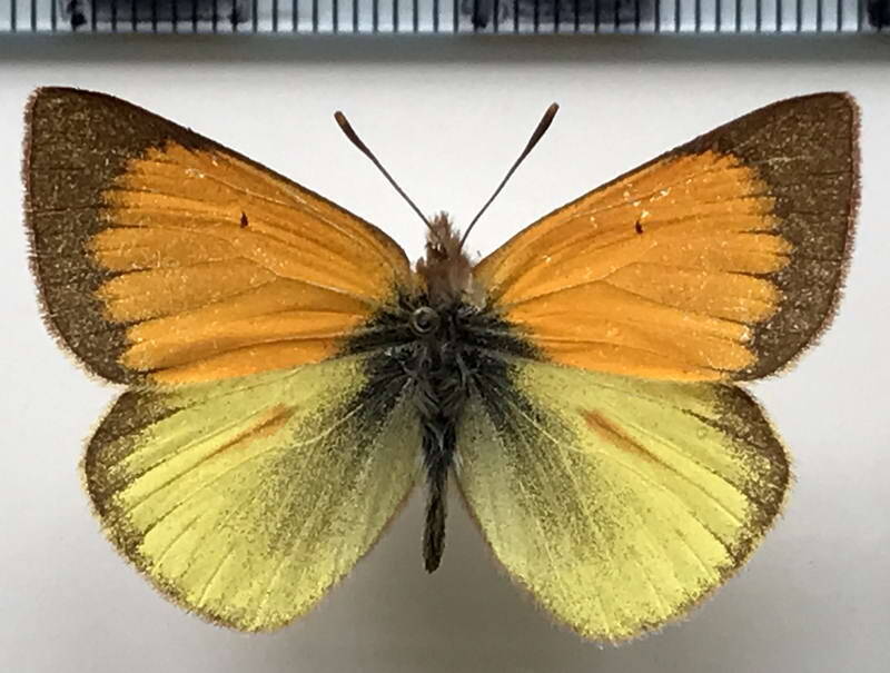 colias_dimera_m_eq-standard-kb50on.jpg