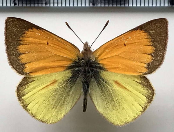 Colias dimera mâle A1-  Equateur