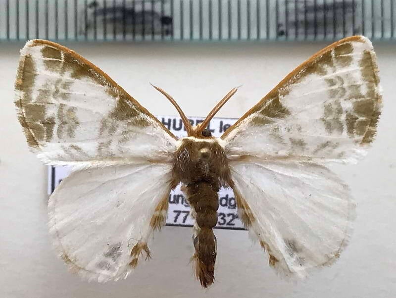 Colla_amoena_m_Equateur