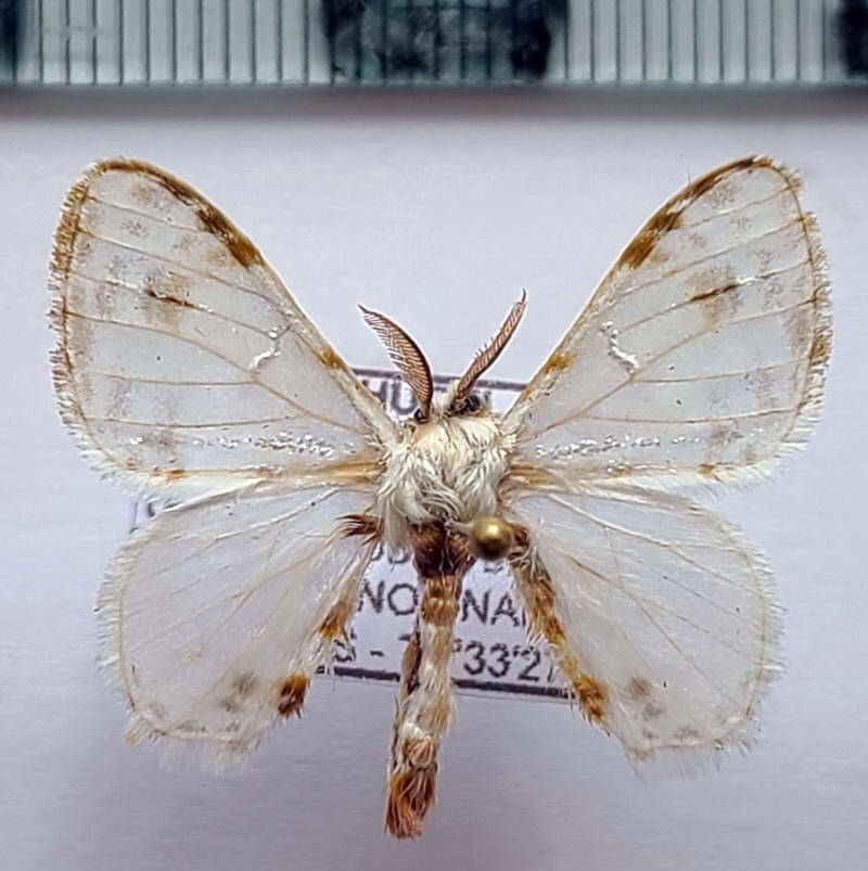 Colla_opalifera_m_Equateur