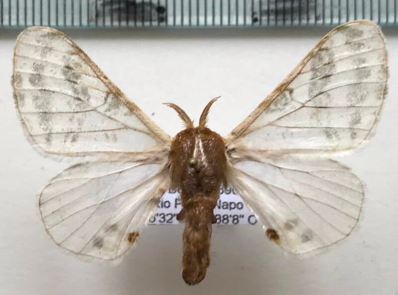 Colla_sp616_m_Equateur
