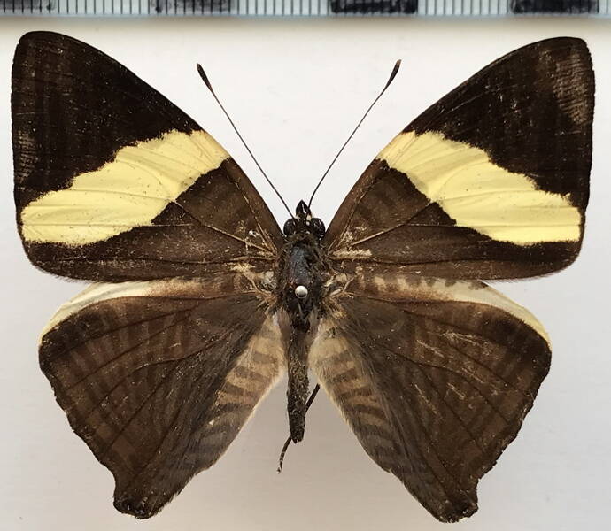colobura_annulata_m_col-standard.jpg
