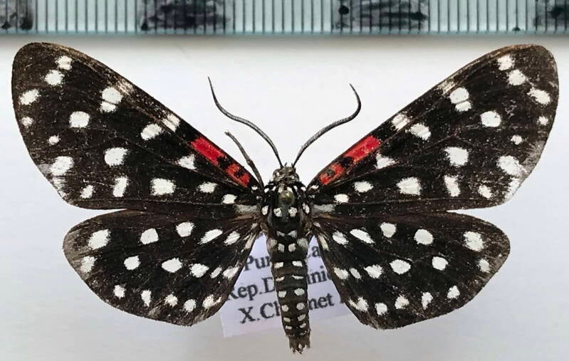composia_credula_m_repdom-standard.jpg