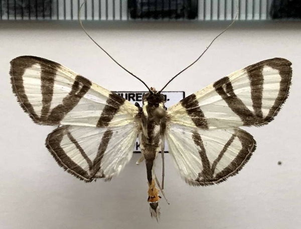 Conchyloides nolckenialis  mâle Guyane française