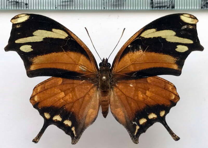 consul_fabius_cecrops_m_costarica-standard.jpg