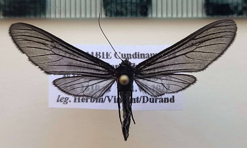 contortivalava_sp1033_m_col-standard.jpg